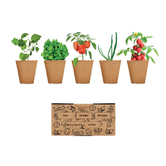 Seed Set Lettuce