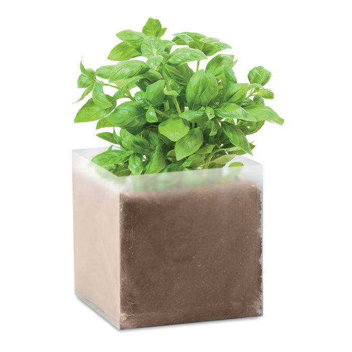 Kit de plantation « Basilic »