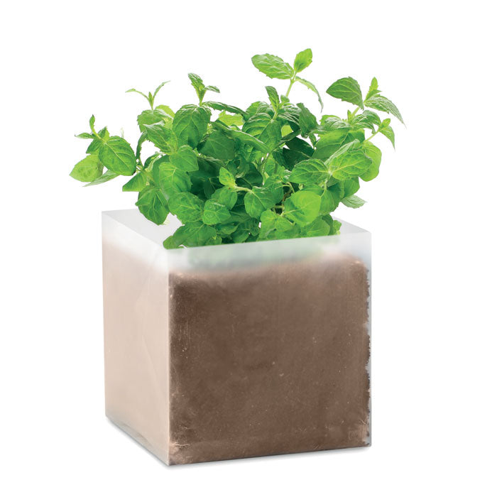 Kit de plantation « Menthe »